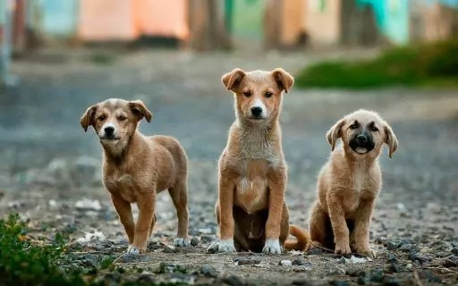 Three dogs in our Aftercare Program