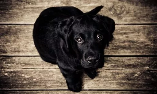 Black lab foster dog for Our Services page